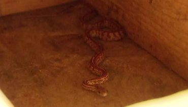Animal estava embaixo de um armário quando foi capturado pelos bombeiros. Ninguém se pronunciou sobre a cobra exótica.
