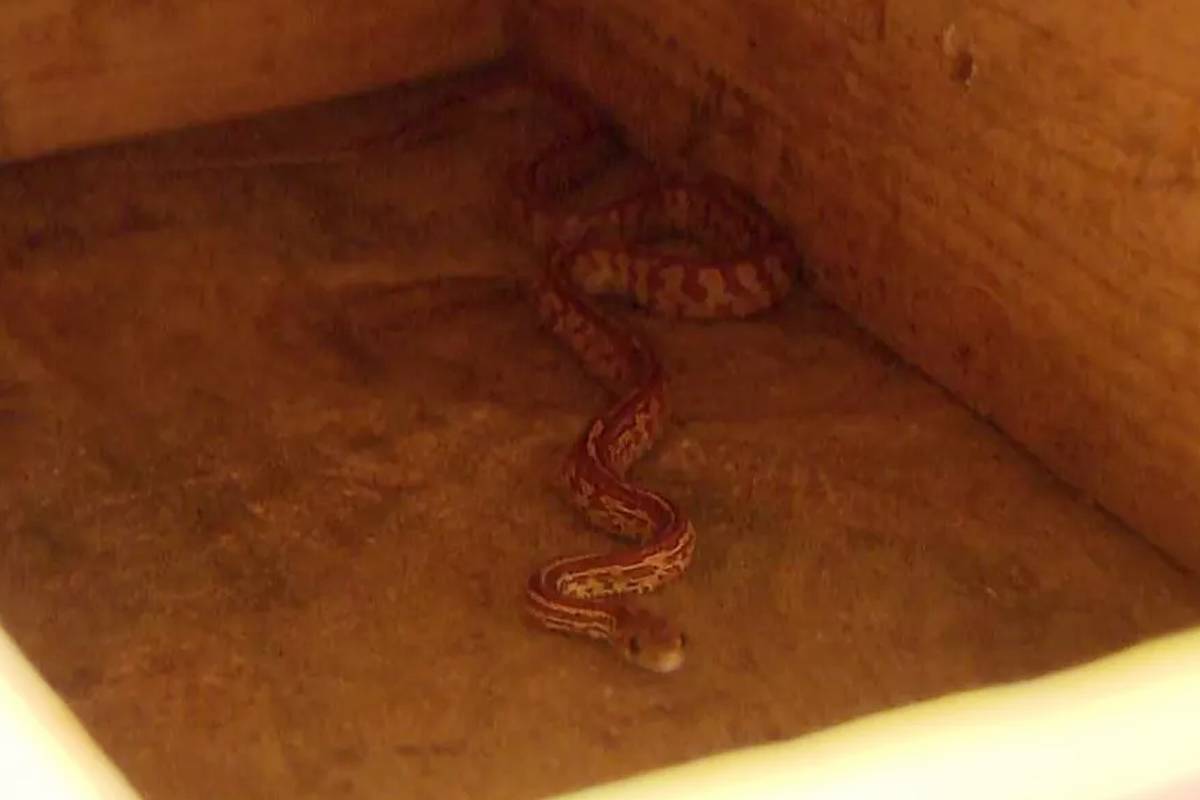 Animal estava embaixo de um armário quando foi capturado pelos bombeiros. Ninguém se pronunciou sobre a cobra exótica.