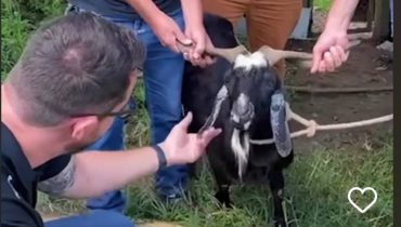 Bode sofria agressões em Colombo e foi resgatado pela Polícia Ambiental.