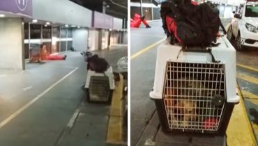 Bombeiros e cães escalados para ajudar no trabalho de resgate na tragédia de Petrópolis, no Rio de Janeiro, foram esquecidos no Aeroporto do Galeão, no Rio de Janeiro.