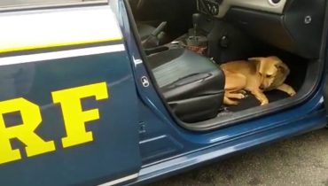 Cachorro caramelo saltou pra dentro da viatura como se estivesse pedindo ajuda aos policiais.