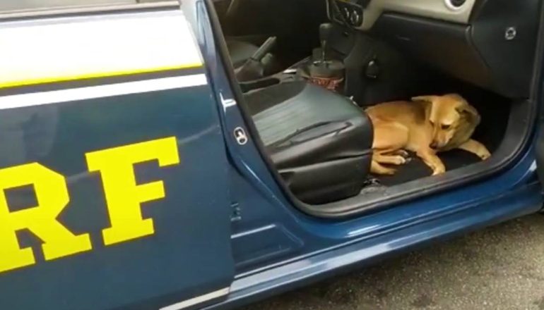 Cachorro caramelo saltou pra dentro da viatura como se estivesse pedindo ajuda aos policiais.