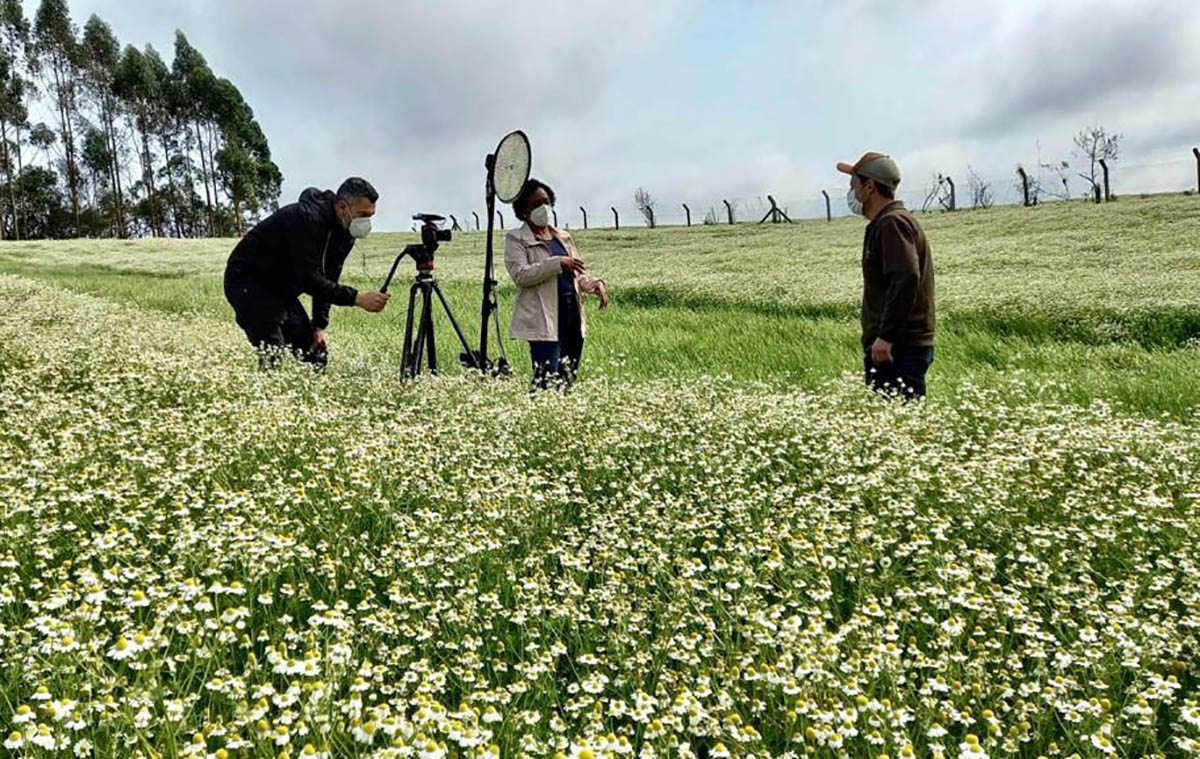globo reporter dulcinéia