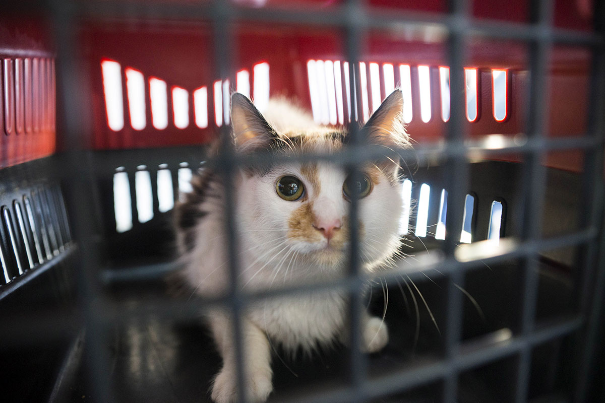 castração prefeitura