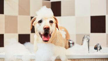 Para deixar seu cãozinho limpo e cheiroso por mais tempo, contrate um serviço de pet shop. | Foto: Shutterstock