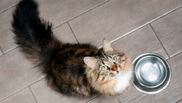 Por serem carnívoros, a dieta felina deve ser rica em proteínas. | Foto: Shutterstock
