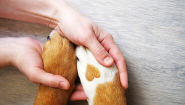 A recomendação é verificar frequentemente as patas de cachorros e gatos à procura de sinais de machucados. | Foto: Shutterstock