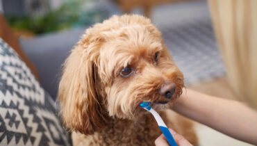 Enxaguantes bucais, pasta dental com sabores e spray dentais são produtos que auxiliam no cuidado com a higiene bucal dos cães | Foto: Shutterstock