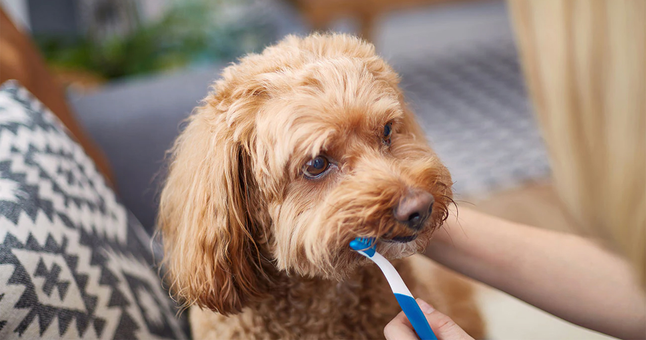 Enxaguantes bucais, pasta dental com sabores e spray dentais são produtos que auxiliam no cuidado com a higiene bucal dos cães | Foto: Shutterstock