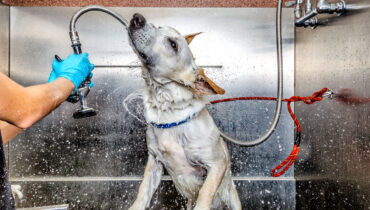O preço do banho e tosa é proporcional aos serviços oferecidos pelo pet shop. | Foto: Shutterstock