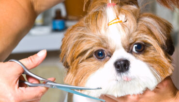 A tosa é uma importante ferramenta para manter o pelo do seu cão hidratado, sem nós e com boa aparência. | Foto: Shutterstock