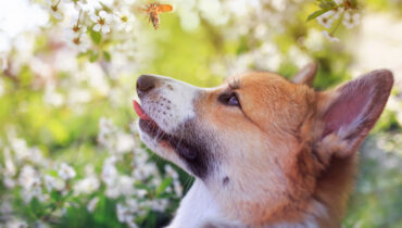 Saiba como prevenir picada de inseto em cachorro