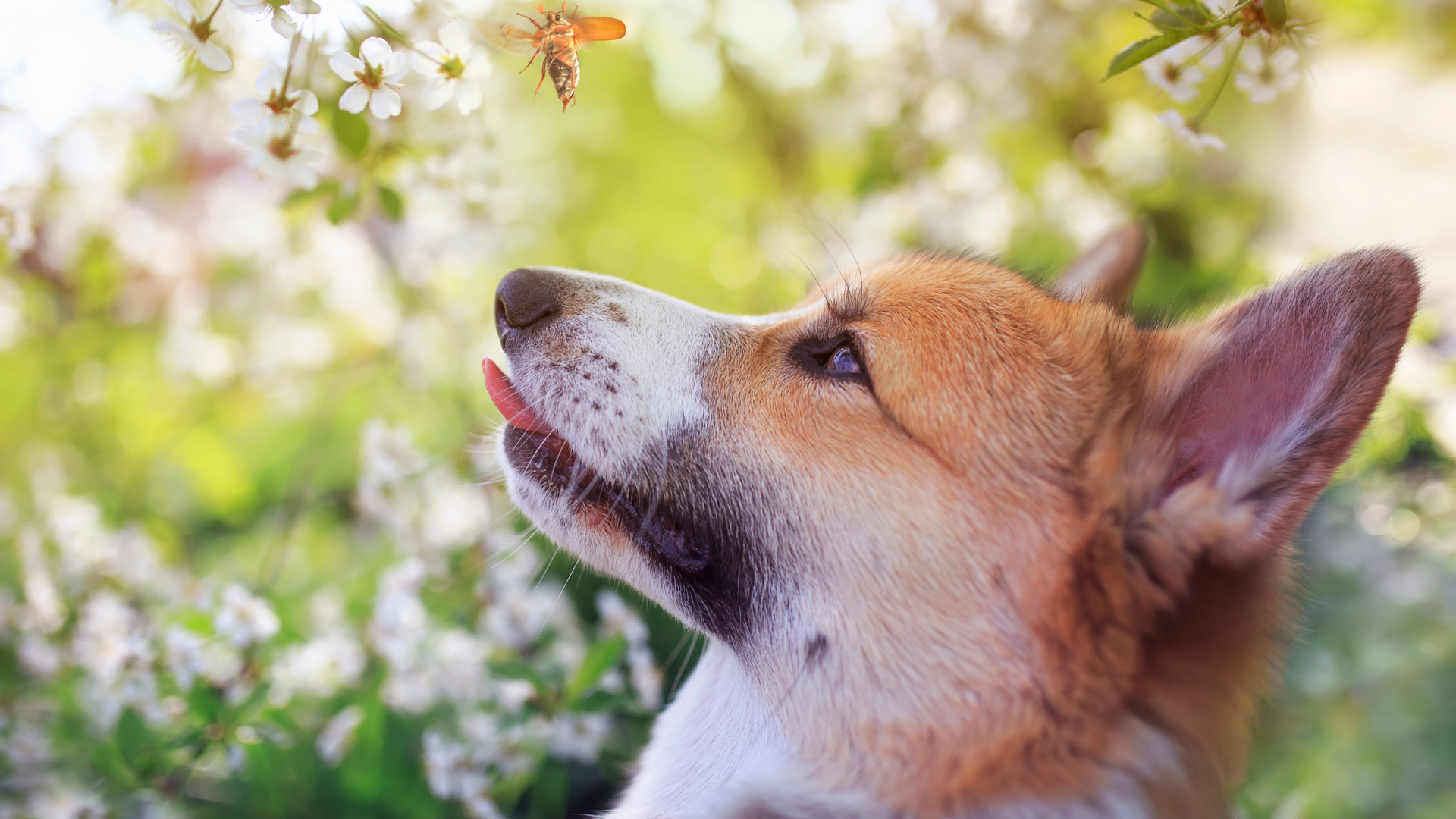 Picadas de insetos podem desenvolver diversas doenças e reações alérgicas em cães e gatos. | Foto: Shutterstock