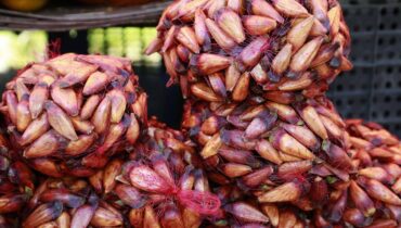 Paraná libera venda e consumo de pinhão.