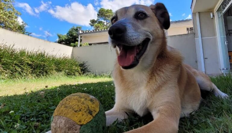 Curitiba segue a tendência do país, segundo a Rede de Proteção Animal da cidade. Os SRDs são 47% dos cães dos lares curitibanos. 