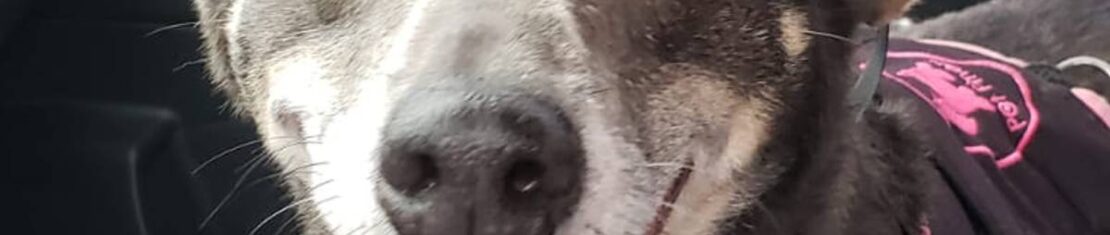 Vira-latas dominam os lares de Curitiba, segundo indicação da prefeitura de Curitiba.