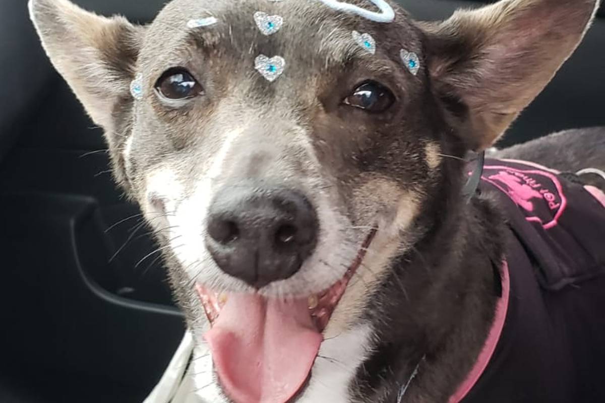 Vira-latas dominam os lares de Curitiba, segundo indicação da prefeitura de Curitiba.