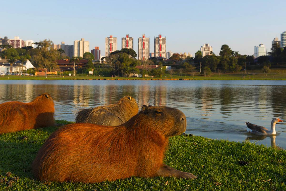 Capivara do Barigui ilustra a postagem que elenca Curitiba em destaque.