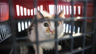 gato cachorro curitiba