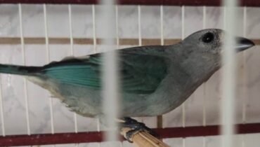 Entre as aves apreendidas, um sanhaço-cinza.