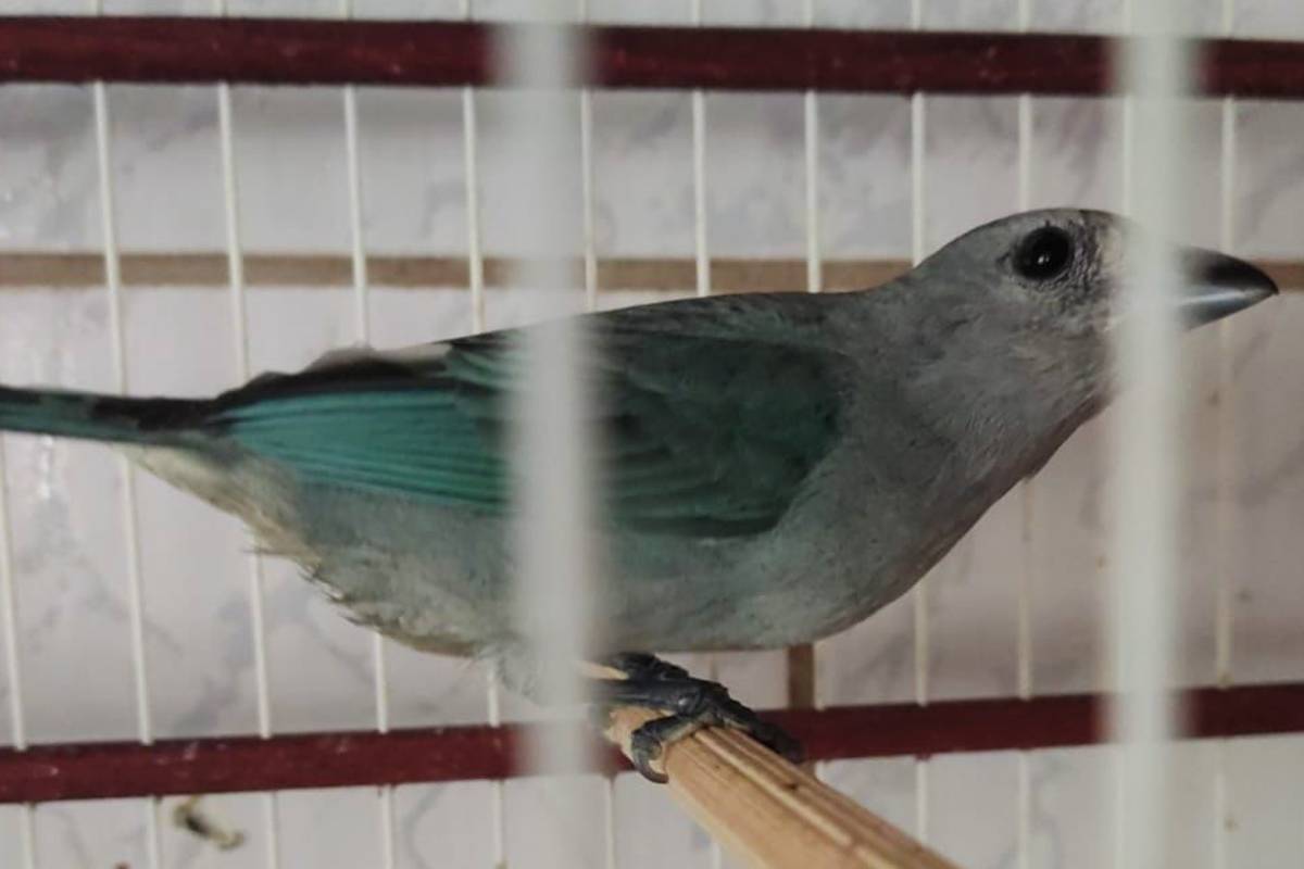 Entre as aves apreendidas, um sanhaço-cinza.