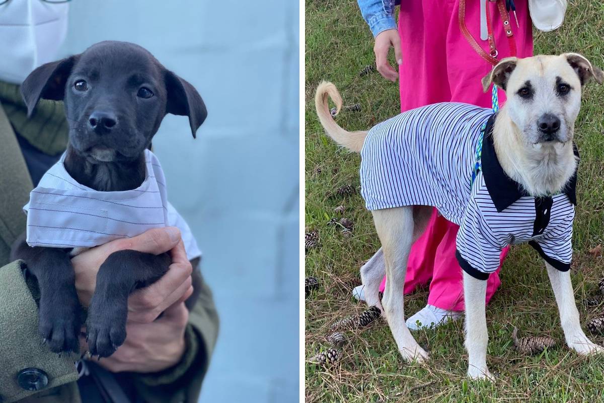 cachorros para adoção