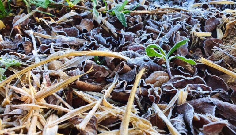 Gramados e regiões mais abertas amanheceram com fina camada de geada em Curitiba.