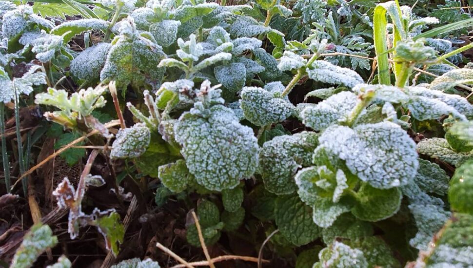 Geada foi registrada em Curitiba, no bairro Cajuru