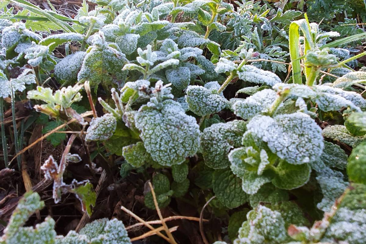 Geada foi registrada em Curitiba, no bairro Cajuru