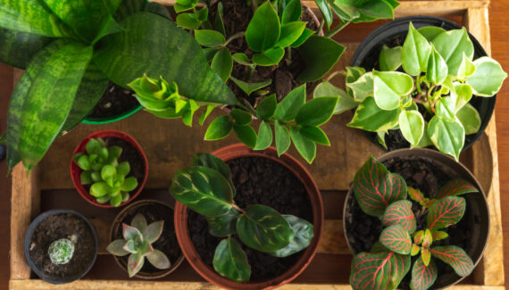 Para decorar o seu apartamento pequeno você só precisa de plantas! | Foto: Shutterstock