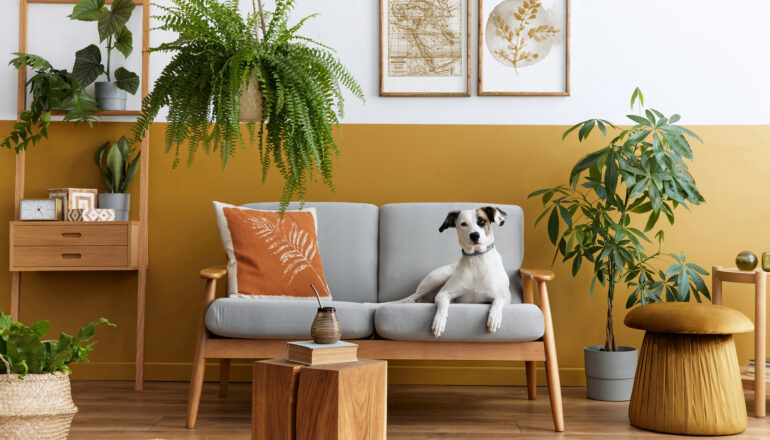 As plantas em vasos suspensos são uma boa opção para o seu apartamento pequeno. | Foto: Shutterstock