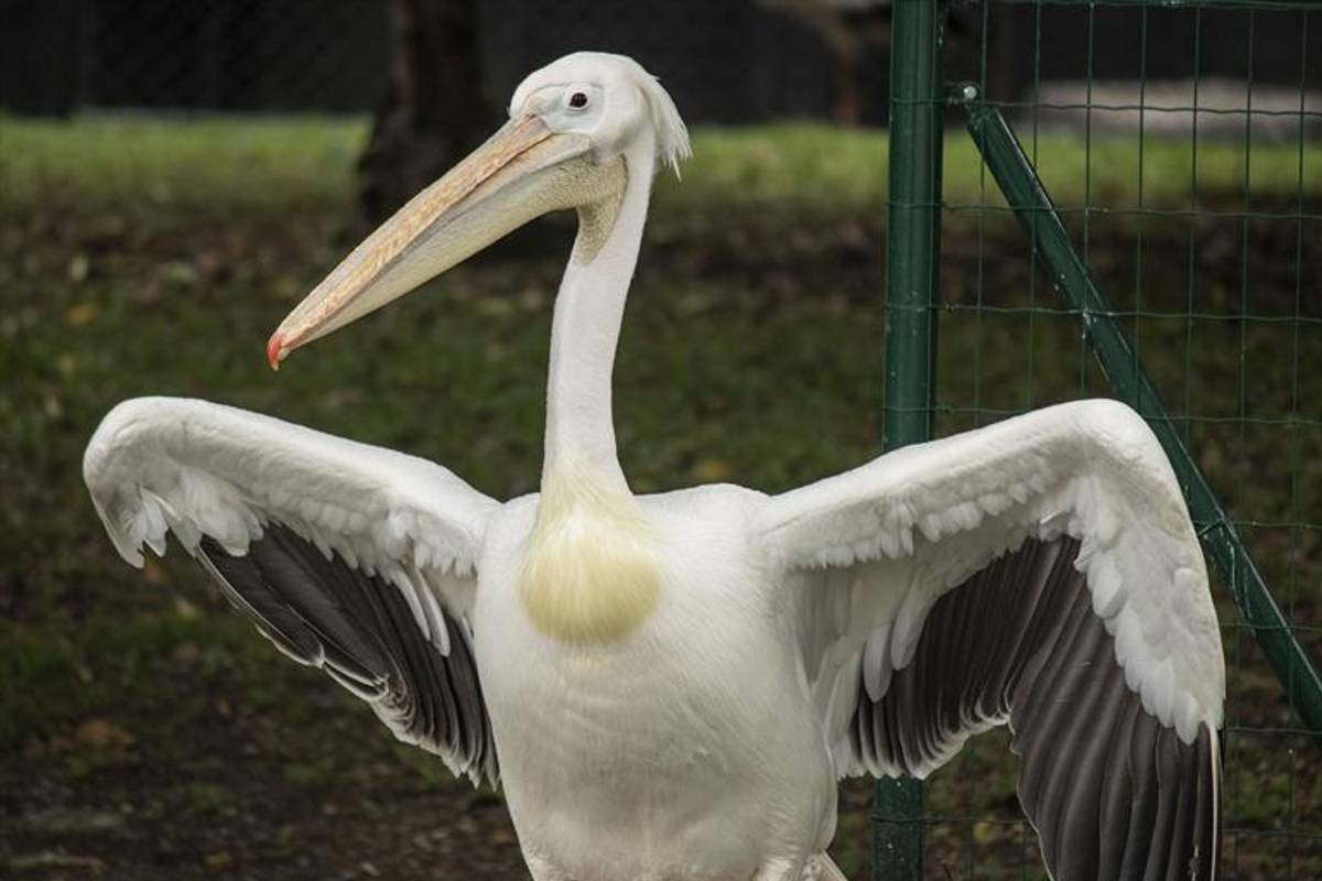 Pelicano Billy chegou já adulto à unidade de conservação e viveu quase 30 anos sob os cuidados da equipe.