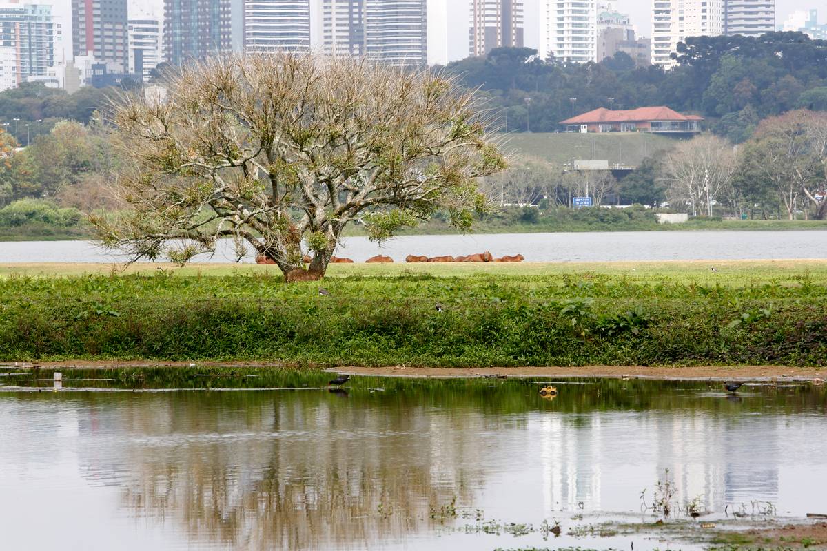 Curitiba terá dia nublado e com chance de chuvas isoladas.