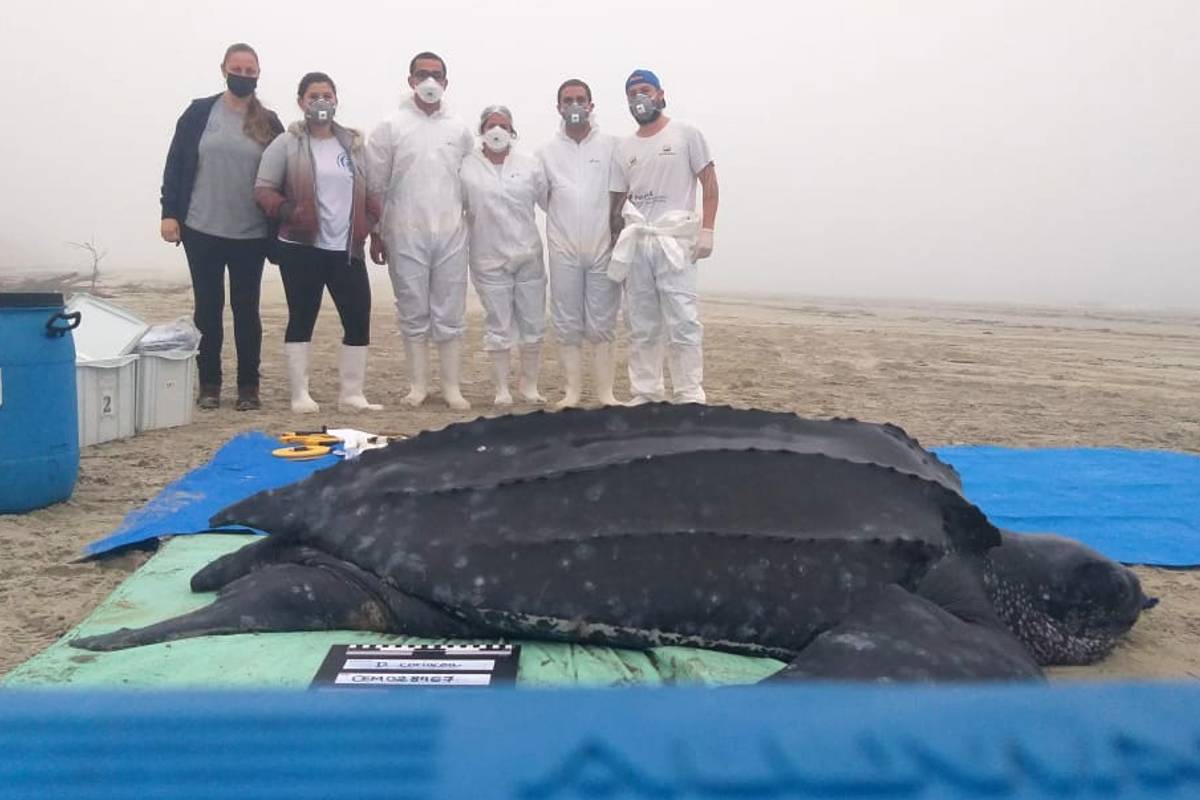 Uma força-tarefa foi organizada para o resgate e a assistência ao animal.