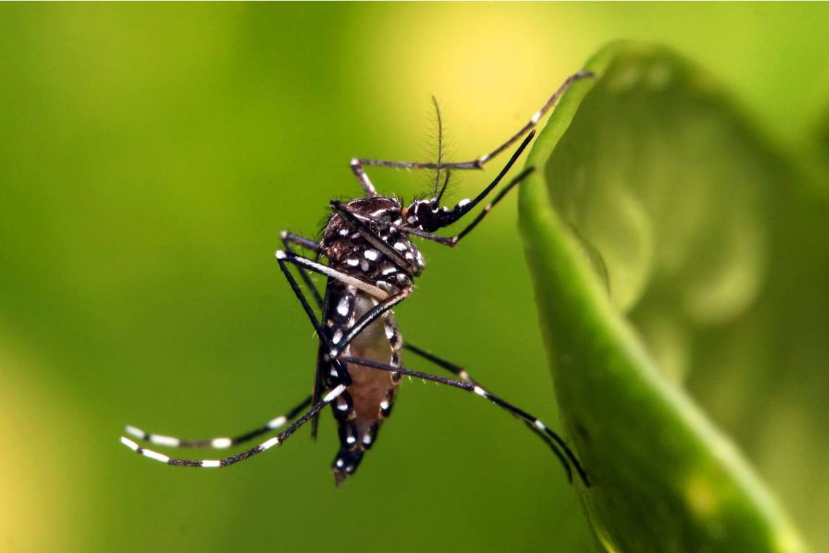 Mortes por dengue no Paraná têm alta de 175% se comparadas com ciclo anterior.