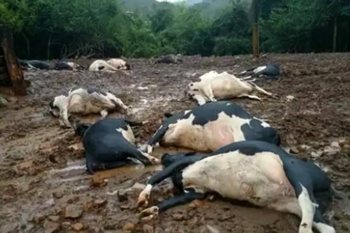 Vagas morreram após duas descargas elétricas na propriedade rural.