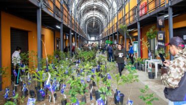 mudas de árvores distribuídas em Curitiba