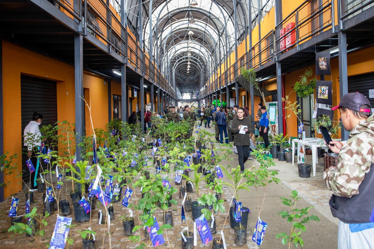 mudas de árvores distribuídas em Curitiba