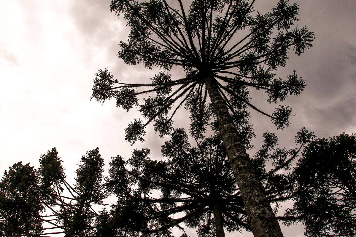 espécies em extinção, em especial as araucárias