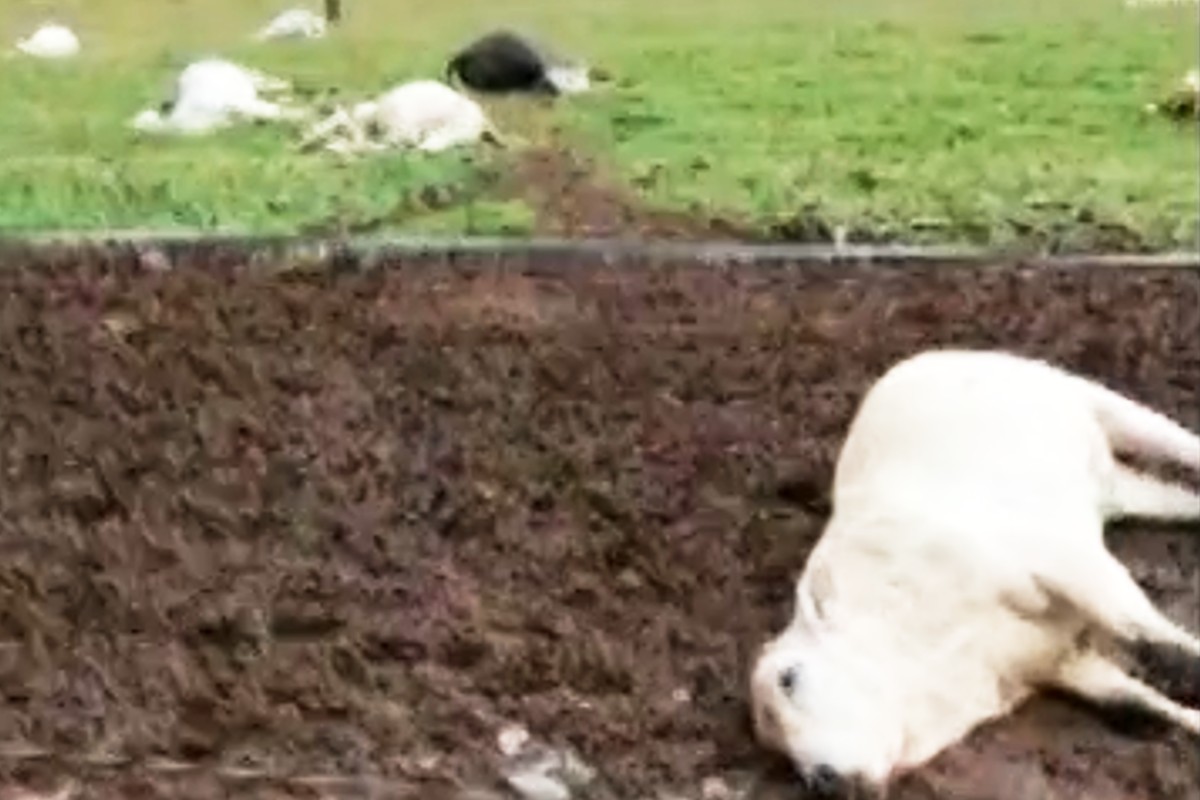 Raio mata 17 bezerros no Paraná