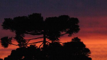 Fumaça das queimadas na Amazônia deixa o ar pesado em vários lugares do Brasil já chegou ao Paraná. Será que Curitiba vai ser atingida também?
