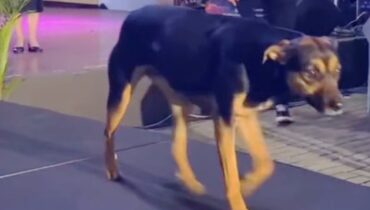 cachorro desfila no miss parana