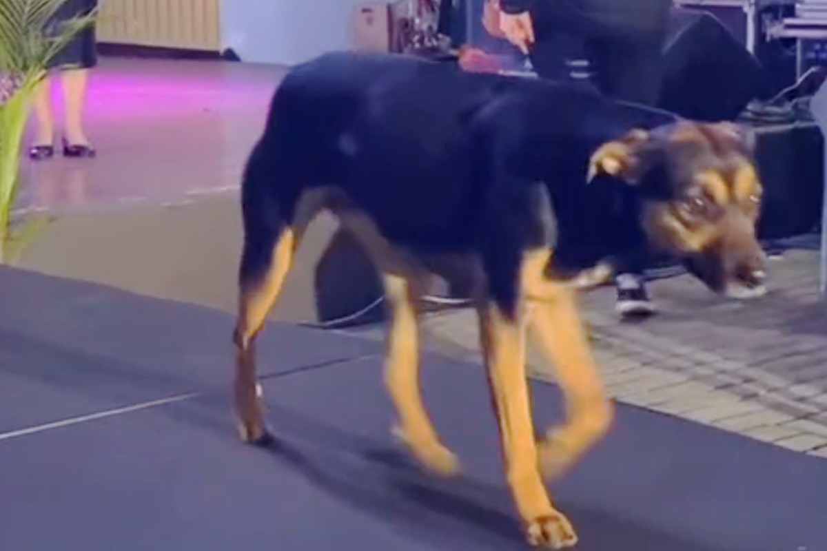 cachorro desfila no miss parana