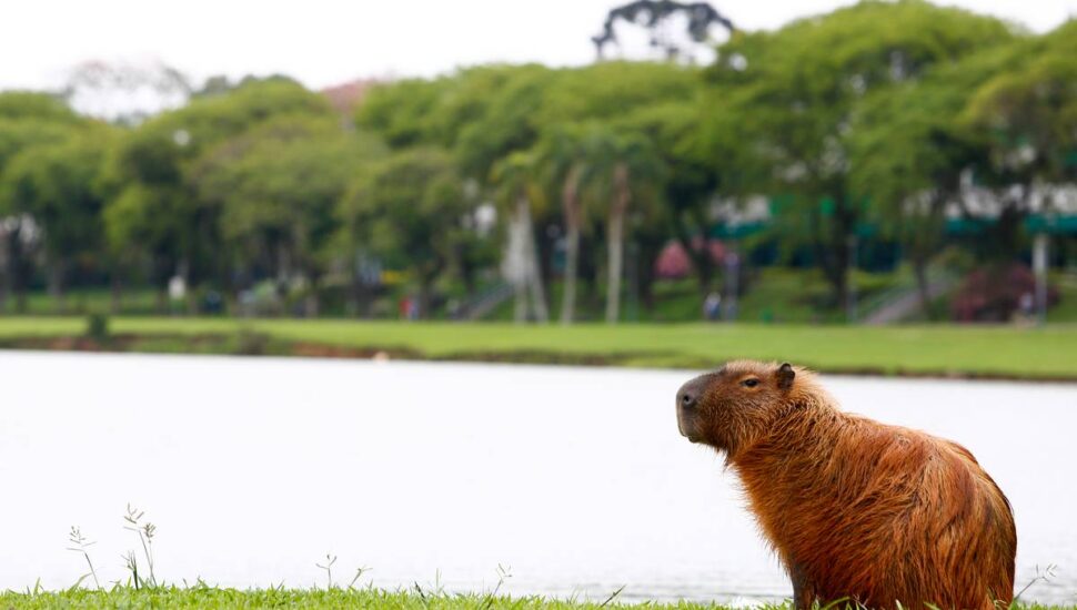 Imagem mostra uma capivara em um dia nublado em Curitiba