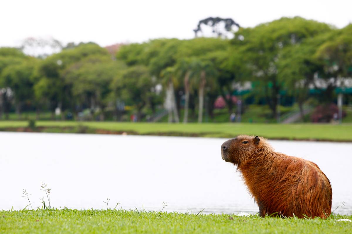 Imagem mostra uma capivara em um dia nublado em Curitiba