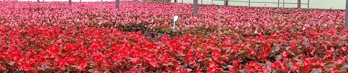 Imagem mostra flores do Horto municipal de Curitiba, que tem mudas para enfeitar a cidade para o Natal.