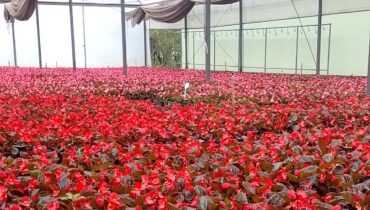 Imagem mostra flores do Horto municipal de Curitiba, que tem mudas para enfeitar a cidade para o Natal.