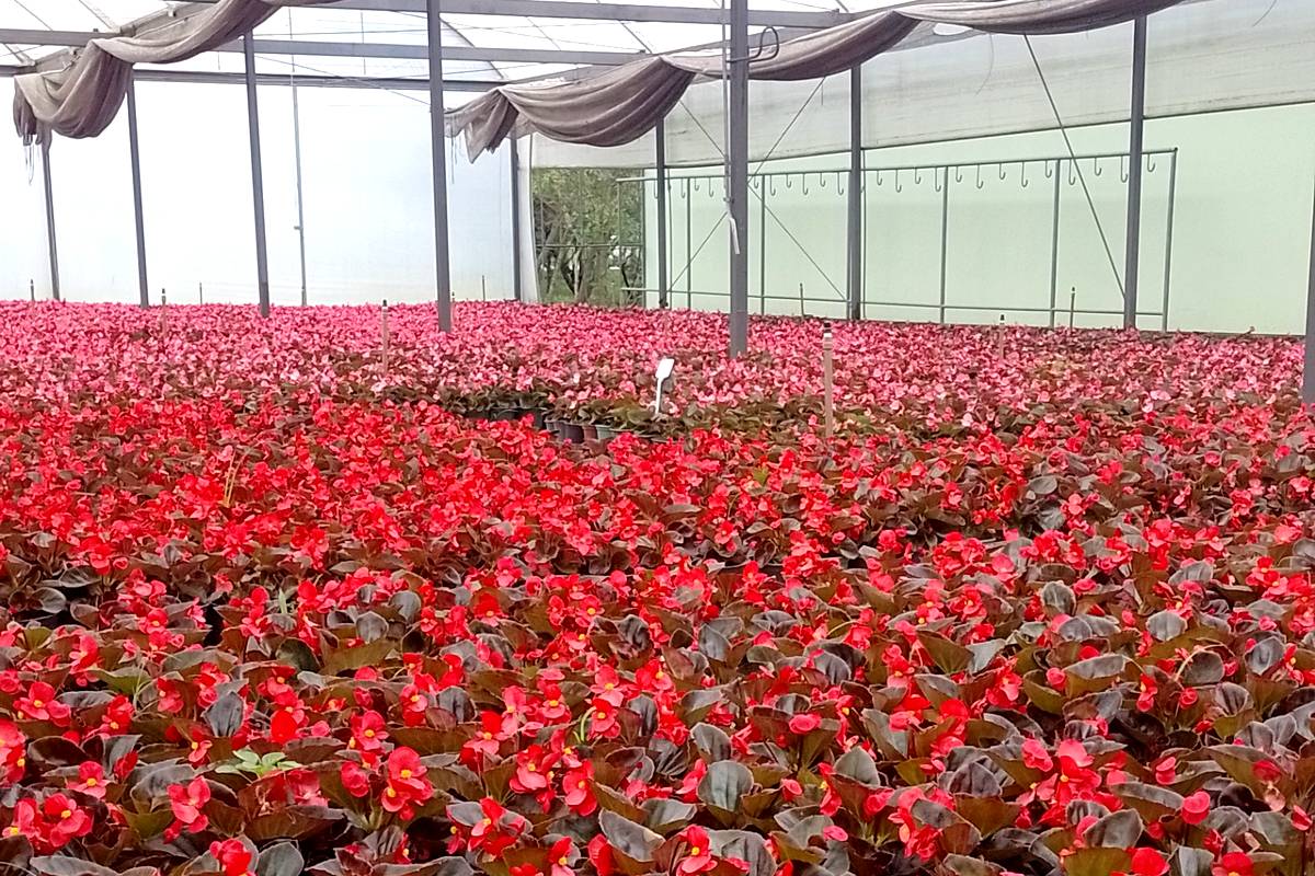 Imagem mostra flores do Horto municipal de Curitiba, que tem mudas para enfeitar a cidade para o Natal.