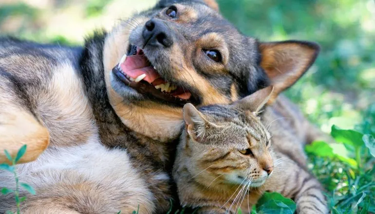 Causa animal em 2026: avanços legislativos, pressão social e desafios persistentes