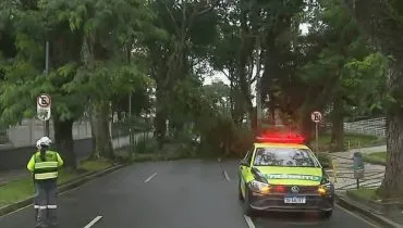 Árvore cai em importante rua do Centro de Curitiba e causa nó cego no trânsito